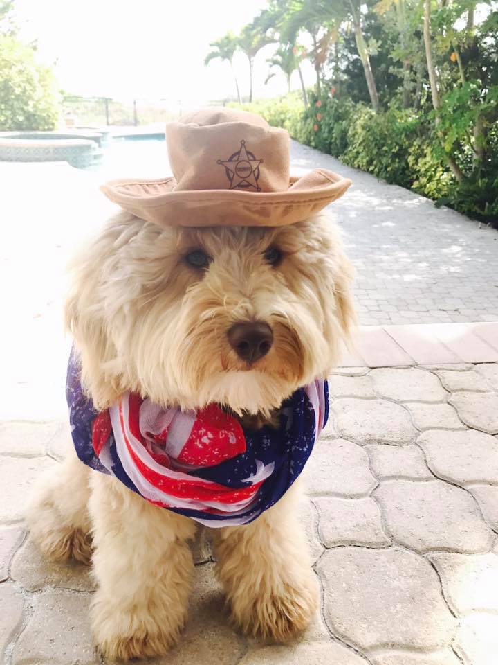 small teddy bear schnoodle